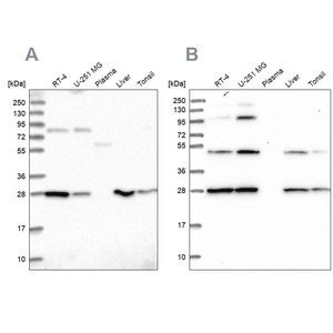 Merck Anti-PGLS antibody produced in rabbit