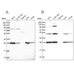 Merck Anti-PGLS antibody produced in rabbit