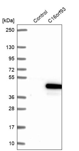 Merck Anti-CCDC189 antibody produced in rabbit