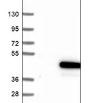 Merck Anti-CCDC189 antibody produced in rabbit