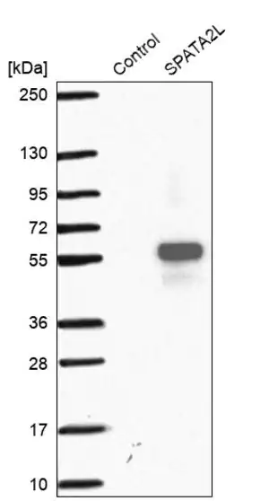 Merck Anti-SPATA2L antibody produced in rabbit