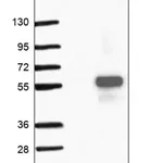 Merck Anti-SPATA2L antibody produced in rabbit