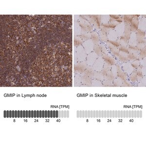 Merck Anti-GMIP antibody produced in rabbit