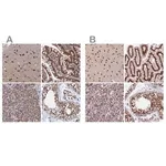 Merck Anti-CTB-50L17.10 antibody produced in rabbit