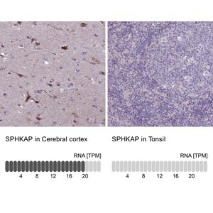 Merck Anti-SPHKAP antibody produced in rabbit