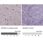 Merck Anti-SPHKAP antibody produced in rabbit