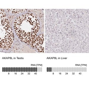 Merck Anti-AKAP8L antibody produced in rabbit