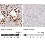 Merck Anti-AKAP8L antibody produced in rabbit