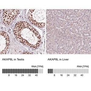 Merck Anti-AKAP8L antibody produced in rabbit