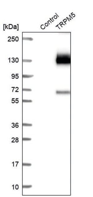 Merck Anti-TRPM5 antibody produced in rabbit