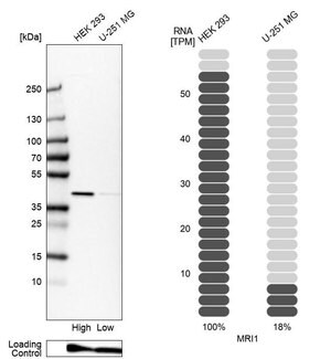 Merck Anti-MRI1 antibody produced in rabbit