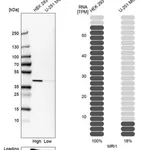 Merck Anti-MRI1 antibody produced in rabbit
