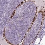 Merck Anti-CLEC4M antibody produced in rabbit