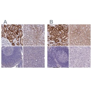 Merck Anti-AK4 antibody produced in rabbit