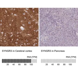Merck Anti-SYNGR3 antibody produced in rabbit