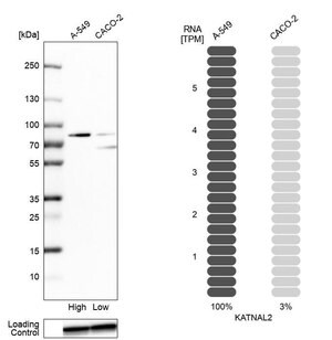 Merck Anti-KATNAL2 antibody produced in rabbit