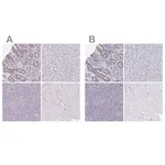 Merck Anti-CHMP5 antibody produced in rabbit