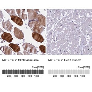 Merck Anti-MYBPC2 antibody produced in rabbit