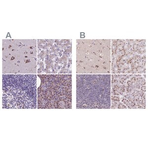 Merck Anti-CASC4 antibody produced in rabbit