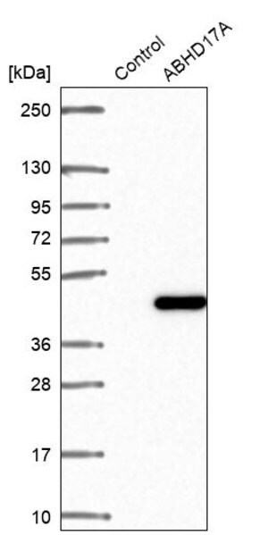 Merck Anti-ABHD17A antibody produced in rabbit