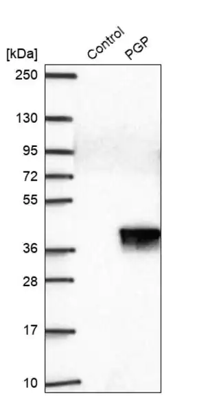 Merck Anti-PGP antibody produced in rabbit