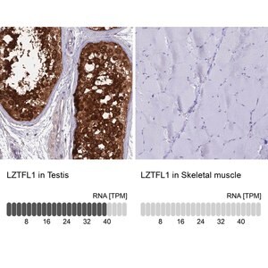 Merck Anti-LZTFL1 antibody produced in rabbit