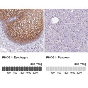 Merck Anti-RHCG antibody produced in rabbit