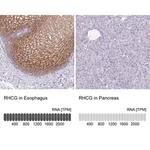 Merck Anti-RHCG antibody produced in rabbit