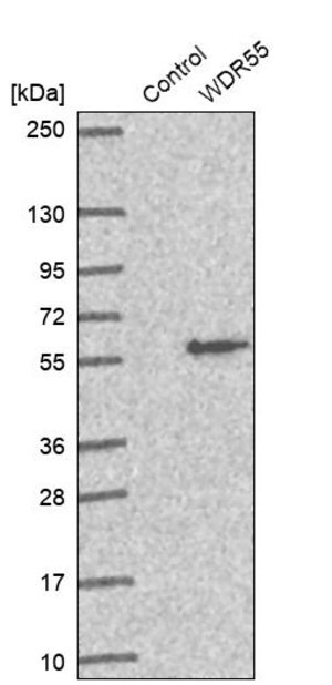 Merck Anti-WDR55 antibody produced in rabbit
