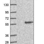 Merck Anti-WDR55 antibody produced in rabbit