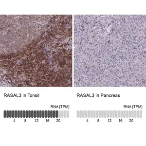 Merck Anti-RASAL3 antibody produced in rabbit