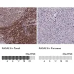 Merck Anti-RASAL3 antibody produced in rabbit