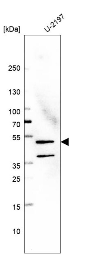 Merck Anti-GALK2 antibody produced in rabbit