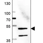 Merck Anti-GALK2 antibody produced in rabbit