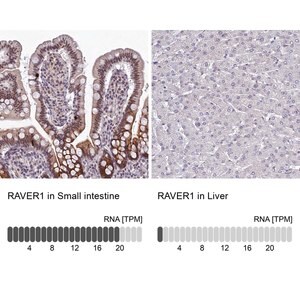 Merck Anti-RAVER1 antibody produced in rabbit