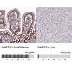 Merck Anti-RAVER1 antibody produced in rabbit