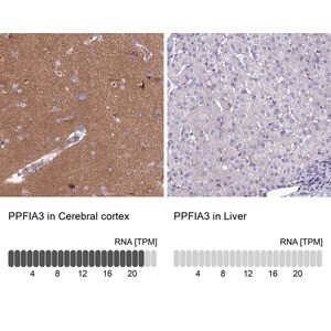 Merck Anti-PPFIA3 antibody produced in rabbit