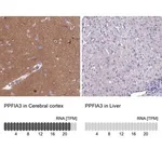 Merck Anti-PPFIA3 antibody produced in rabbit