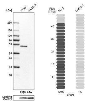 Merck Anti-LPXN antibody produced in rabbit