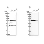 Merck Anti-PACSIN3 antibody produced in rabbit