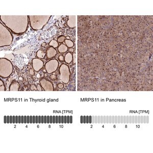 Merck Anti-MRPS11 antibody produced in rabbit