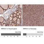 Merck Anti-MRPS11 antibody produced in rabbit