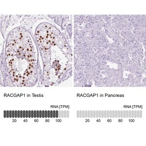 Merck Anti-RACGAP1 antibody produced in rabbit