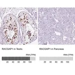 Merck Anti-RACGAP1 antibody produced in rabbit