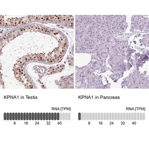 Merck Anti-KPNA1 antibody produced in rabbit