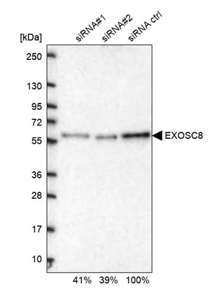 Merck Anti-EXOSC8 antibody produced in rabbit