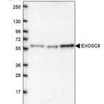 Merck Anti-EXOSC8 antibody produced in rabbit