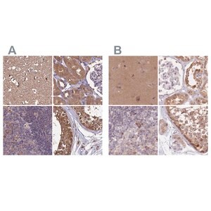 Merck Anti-NAXE antibody produced in rabbit