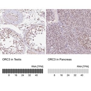 Merck Anti-ORC3 antibody produced in rabbit