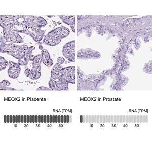 Merck Anti-MEOX2 antibody produced in rabbit